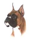 boxerh.jpg - 2097 Bytes