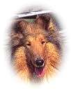 collie.jpg - 2864 Bytes