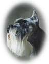 schnauzer.jpg - 2008 Bytes