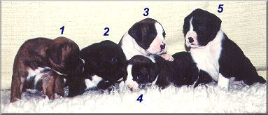 chelseapups