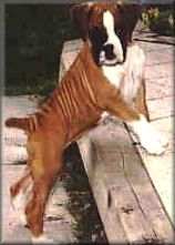 jazzpup.jpg - 9221 Bytes