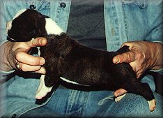 male1.jpg - 12306 Bytes