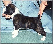 male1b.jpg - 9711 Bytes